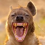 <b>애기야</b> 보고싶다