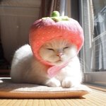 [댓글부탁해] 고등학생 이상만 들어와봐