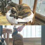 [꼭좀읽어줘] 길고양이에 대한 대책을 세우지 않으면 대한민국에서...