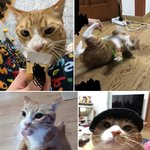 [스키즈] 순이둥이<b>도리</b>