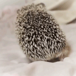 [TXT] 강태현다음으로귀여운<b>생명체</b>