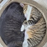 이상하게 자는 냥이들(뮤.러블리.<b>리오</b>.슈)