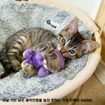 애착 인형을 절대 놓지 못하는 이유!