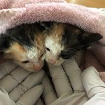 [고양이] 비오는날 구조된 아기고양이 춘배에요!