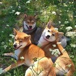 [<b>댓글</b>부탁해] 나 <b>일본</b>사는데 ㅂ질문 해줘
