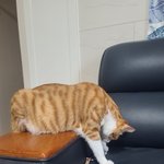 [고양이] 성원에 힘입어 또 올립니다 ㅋㅋ