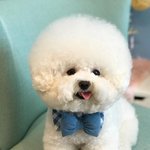 싸늘하다 가슴에 <b>비숑</b>이 날아와 꽂힌다