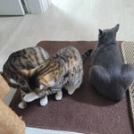 사이좋은 사남매 (뮤.러블리.<b>리오</b>.슈)