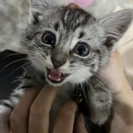 [고양이] 아기 고양이 <b>입양</b>을 어떻게 보내야 할까요 ?