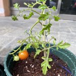 내<b>방울</b>토마토를소개합니다
