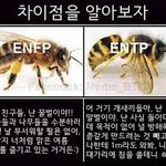 야 방금 누가 짤줬는데 <b>enfp</b>, entp 차이 ㄹㅇ임?