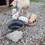 [살려주세요] 개장수에게 팔릴 위기 <b>어미</b>와새끼들 도와주세요