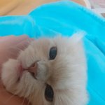 [고양이] <b>태린</b>이