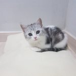 [고양이] 내일 <b>중성</b>화하러 가요
