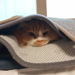 아기냥 <b>호빵이</b>-42