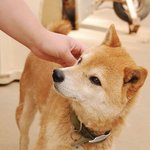 <b>초면</b>에 강아지 만지기.jpg