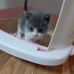 [고양이] 아기냥이 호두