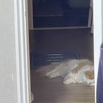 난 공부하는데 옆에서 고양이 ㅈㄴ퍼질러잠