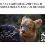 [NCT즌] 공격력이 0인 <b>사슴</b>