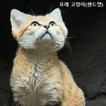 키우기 힘들다는 <b>모래</b>고양이?!