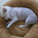 [댓글부탁해] 버스<b>양보</b> 기준