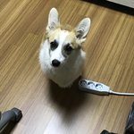 울집 <b>강쥐</b> 이렇게 쳐다볼 때 개귀여움