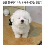 출근할때마다 배웅해주는 <b>정국이</b>