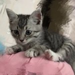 [고양이] 저번에 아기고양이 <b>입양</b> 관련 글 올렸던 쓰니에요 !