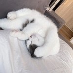 [모두드루와] 태민네 <b>고양</b>이 왜이렇게 귀엽지