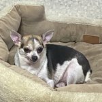 우리 집 <b>표정부자</b> 강아지