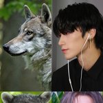 [에이티즈] 늑대와 라쿤