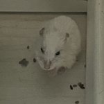 [댓글부탁해] 우리집 <b>햄스터</b> 귀엽지?
