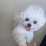 내 <b>강쥐</b>