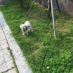 우리<b>집개</b> 샂책할때 특