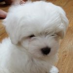 우리애기 어렸을때 사진