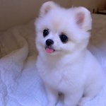 우당탕탕 우리메리❤️2