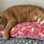 [방탄소년단] 이 고양이 슈가 닮았어