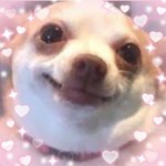 반대 눌리면 나 <b>목표</b>대학 붙음
