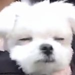 [더보이즈] <b>모리</b>