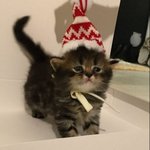 [펜타곤] 와 <b>아가시절</b> 시루래