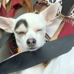 세상에서 제일 특별한 <b>럭키</b>의 눈썹!