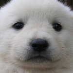 아이폰 <b>시리</b> 뭐임??