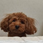 우리집댕댕이 ~~~입니다~~~~