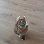 99프로 <b>확률</b>로 야짤