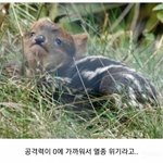 [NCT즌] 해찬 드볼 못하면 죽음뿐