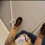 [NCT즌] 고양이 원래 이렇게 자?????