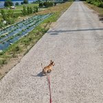 강아지 <b>종류</b>