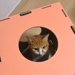 [고양이] 펫큐브 선물해줬더니 마음에 들어해서 <b>이마</b>에 <b>뽀뽀</b>해주고싶어