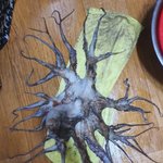 경남 바다서 다리 32개 괴문어 발견…어민들 "난생처음 봐"