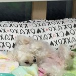 울<b>집개</b> ㄹㅇ <b>할머니</b>댁 엄청 좋아하는듯